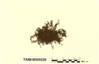 藏品(齒葉麻羽苔)的圖片